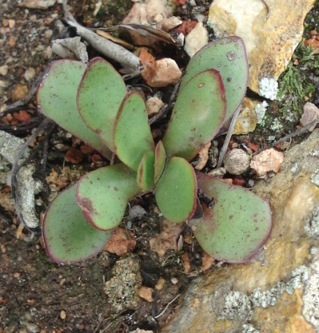Crassula nudicaulis var. platyphylla
